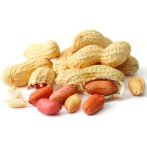 Peanut Groundnut