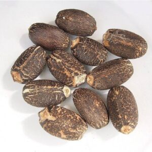 Jatropha Seeds